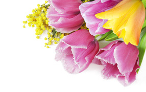 Тюльпаны и мимозы на белом фоне на 8 марта