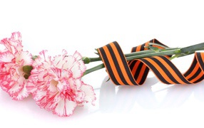 Две гвоздики в георгиевской лентой на белом фоне