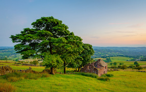 Большое зеленое дерево у разрушенного дома 