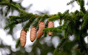 Большие коричневые шишки на зеленой ветке ели 