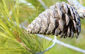 Big pine cone on a branch of a prickly pine tree