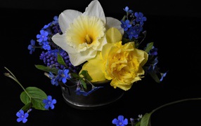 Цветы нарцисса с цветами незабудки в вазе на черном фоне