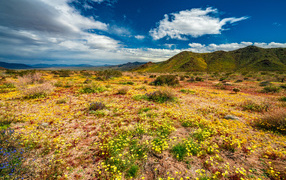 Желтые цветы в пустыне под голубым небом 