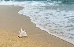 Большая белая ракушка лежит на песке с морской пеной