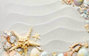 Beautiful assorted seashells with starfish on wavy white sand