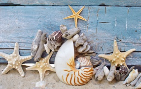 Different beautiful seashells with starfish on wooden background
