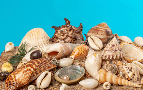 Different seashells with pearls on a blue background