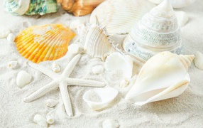 Large white seashells and starfish on the sand