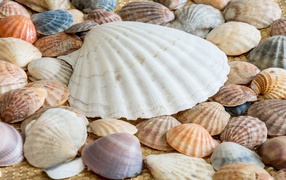 Lots of seashells on the shore