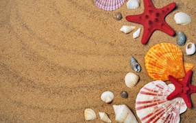 Multicolored seashells and starfish on the sand
