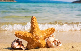Морская звезда с ракушками на берегу моря