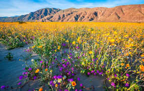 The desert is covered with flowers against the background of the mountains