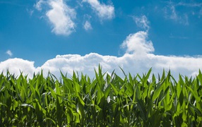 Зеленые листья кукурузы под голубым небом с белыми облаками 