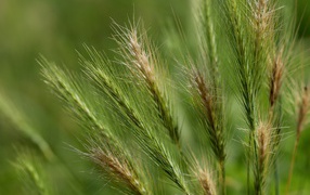 Green ears of wheat close up on the field