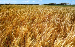 Large field of ripe wheat in autumn