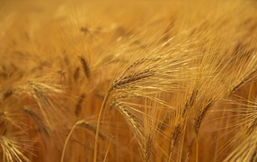 Ripe yellow ears of wheat on the field