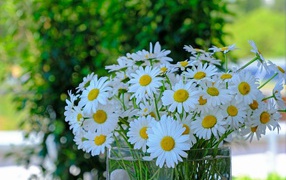 Большой букет белых ромашек в стеклянной вазе на столе 