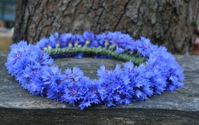 Венок из синих цветов василька на лавке
