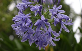 Красивые цветы Агапантус в каплях росы