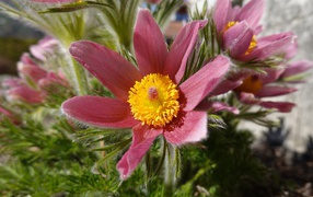 Красивые осенние цветы прострел