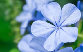 Красивый голубой цветок флокса крупным планом 
