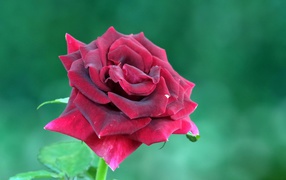 Красивая бордовая роза на зеленом фоне крупным планом