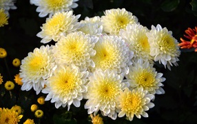 Красивый кремовый букет живых хризантем