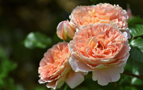 Красивые кремовые цветы парковой розы крупным планом