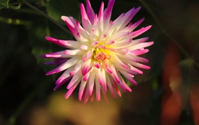 Красивый цветок георгина с розовыми лепестками 