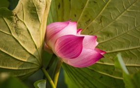 Красивый нежный розовый цветок лотоса в зеленых листьях