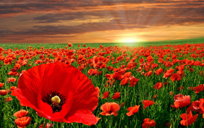 Красивое поле ярких красных маком в лучах солнца на закате