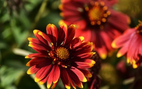 Красивый огненный цветок Гайлардия