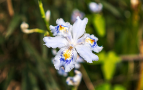 Красивый цветок ириса в лучах солнца на клумбе 