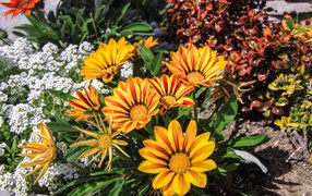 Красивые оранжевые цветы газания на клумбе