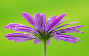 Красивый цветок остеоспермум на зеленом фоне