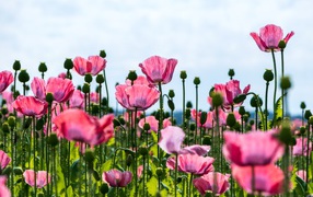 Красивые розовые маки с нежными лепестками 