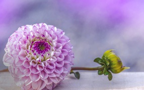 Красивый пурпурный цветок георгина с бутоном