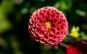 Красивый красный цветок георгины с желтой серединкой