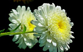 Красивые белые астры на черном фоне 