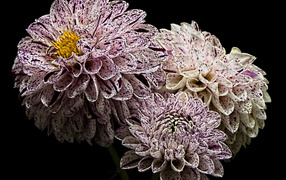 Красивые белые георгины с фиолетовыми брызгами 