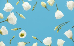 Красивые белые цветы эустома с бутонами на голубом фоне 