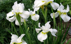 Красивые белые цветы ириса на клумбе