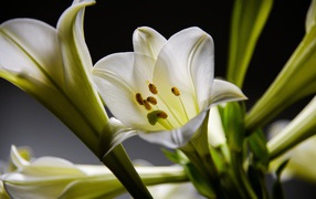 Красивые белые лилии с бутонами крупным планом 