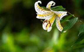 Красивая белая тигровая лилия на клумбе