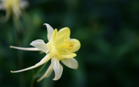 Красивый желтый цветок водосбора крупным планом