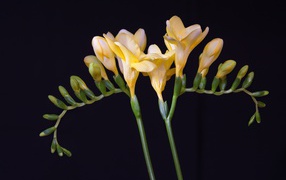 Красивый желтый цветок фрезии с бутонами на черном фоне 
