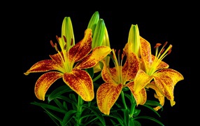 Красивая желтая леопардовая лилия с бутонами на черном фоне 