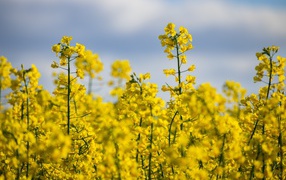 Красивые желтые цветы рапса на поле 