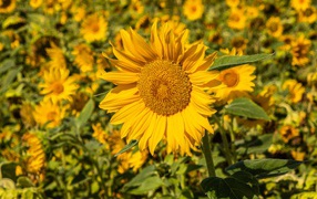 Большой желтый цветок подсолнуха на поле 