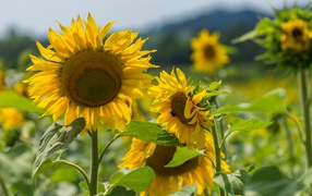 Цветущие желтые подсолнухи с зелеными листьями на поле